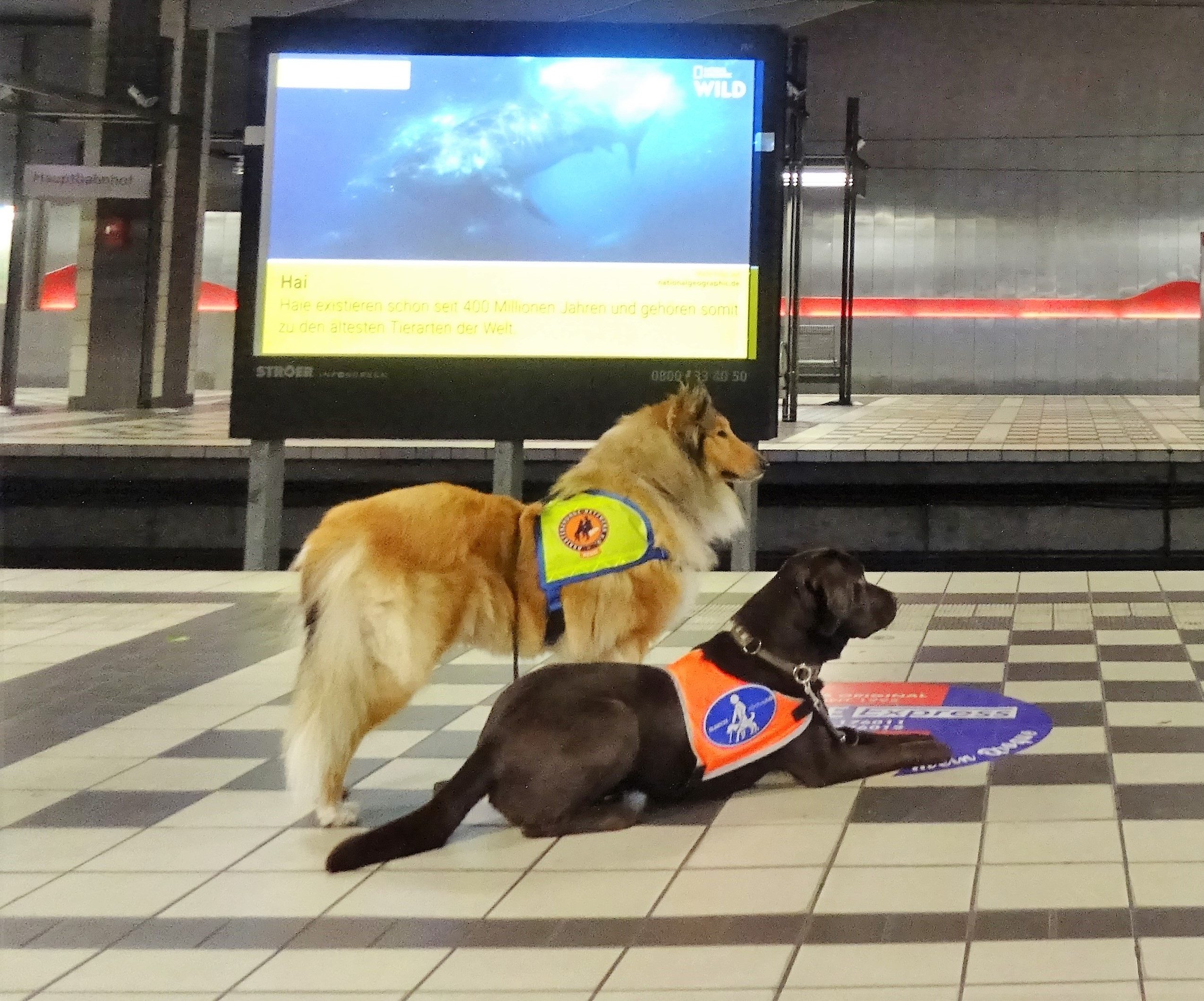 Zwei Assistenzhunde befinden sich am Bahnsteig einer U-Bahn Station. Es handelt sich um einen zobel-farbenen Collie und einen schoko-braunen Labrador. Beide Hunde tragen eine Kenndecke.